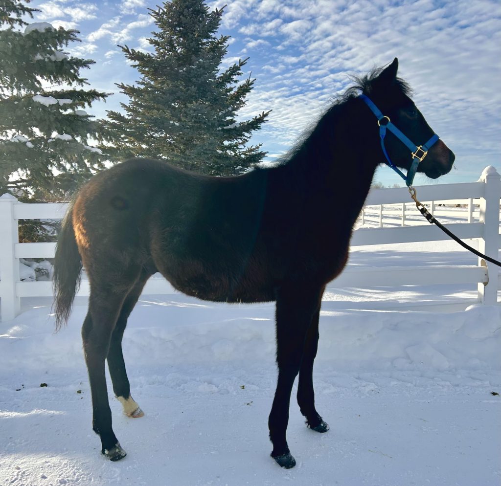 Pecos Smooth Pistol in Anthony, ID Countryside Veterinary Clinic, LLC