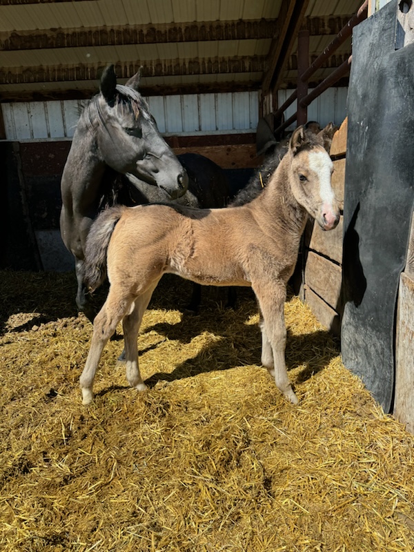 Pecos Badger x Royal Queen Hickory in Anthony, ID Countryside